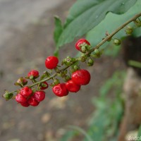 Rivina humilis L.